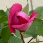 L'acero Rosso Lantställe