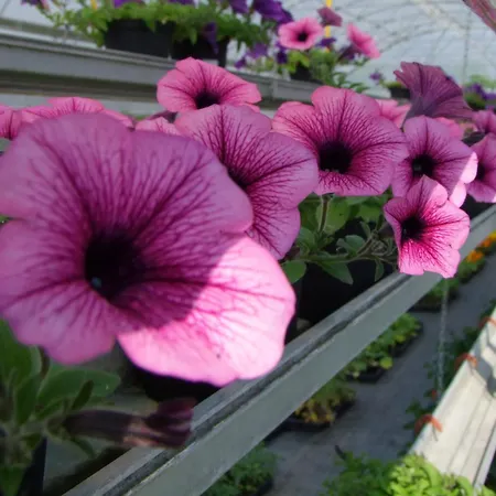 L'acero Rosso * Σατσίλε