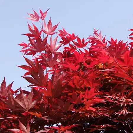 Εξοχικό σπίτι L'acero Rosso Σατσίλε