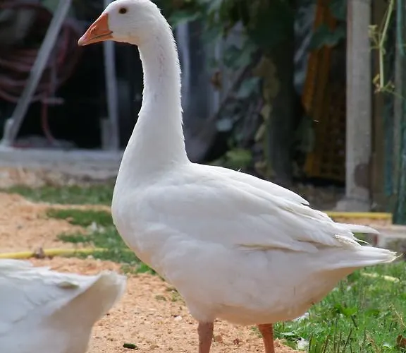 L'acero Rosso * Σατσίλε