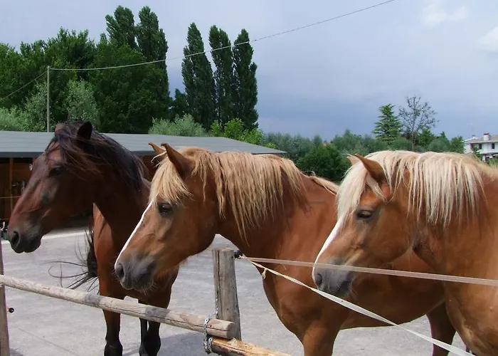 L'acero Rosso * Σατσίλε