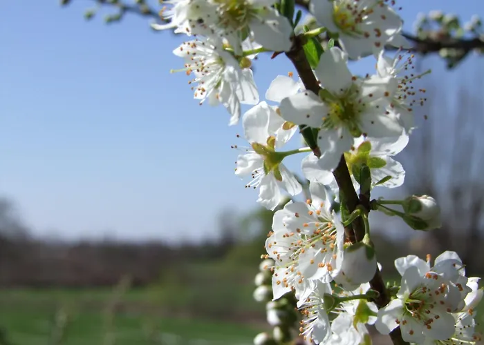 L'acero Rosso Εξοχικό σπίτι *