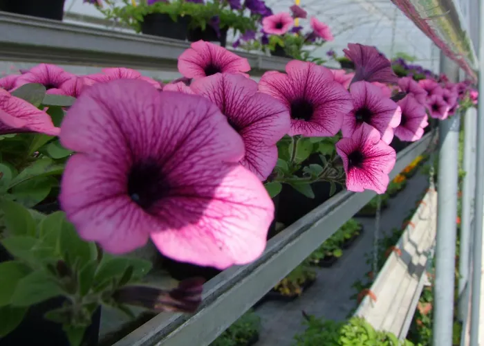 L'acero Rosso * Σατσίλε