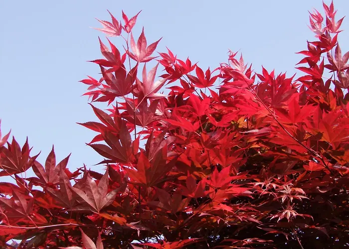 Εξοχικό σπίτι L'acero Rosso Σατσίλε