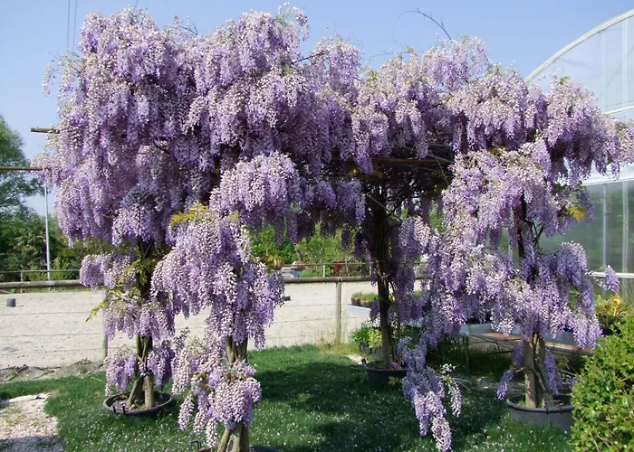 L'acero Rosso Εξοχικό σπίτι Σατσίλε