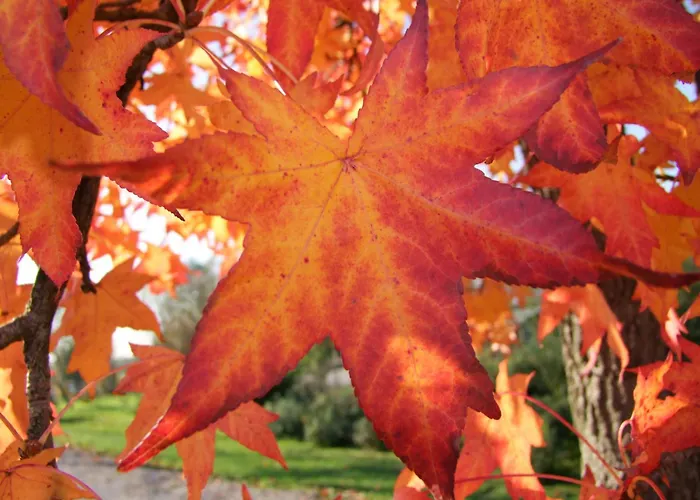 L'acero Rosso Σατσίλε